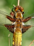 Odonata - dragonflies